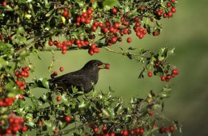 Balade famille “Prise de bec en forêt”