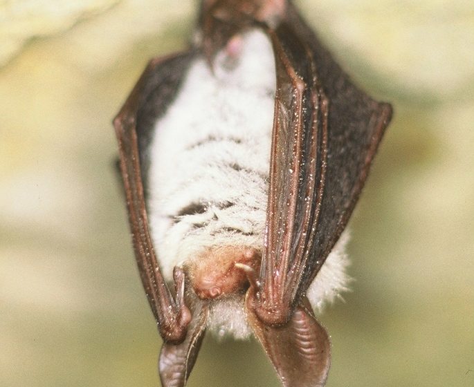 Coteau et prairies des Caforts