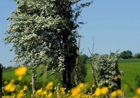 CIRCUIT PEDESTRE “FRENE” – SAINT LONGIS