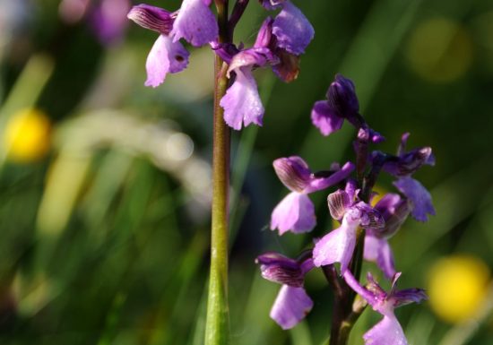 CIRCUIT PEDESTRE “ANEMONE” – MAMERS