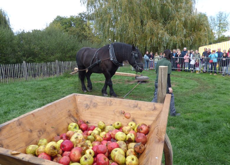 Fête de la pomme et des saveurs d’automne