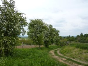Sentier des oiseaux