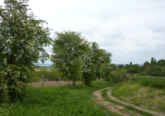 Sentier des oiseaux