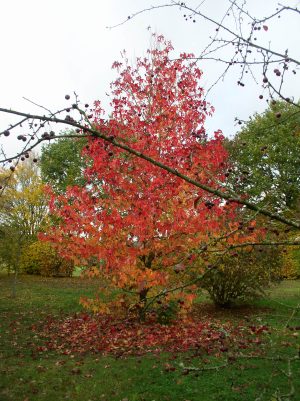 ARBORETUM DU TUFFEAU