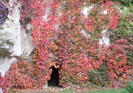Arboretum du Tuffeau