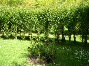 ARBORETUM DU TUFFEAU