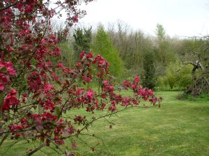 ARBORETUM DU TUFFEAU