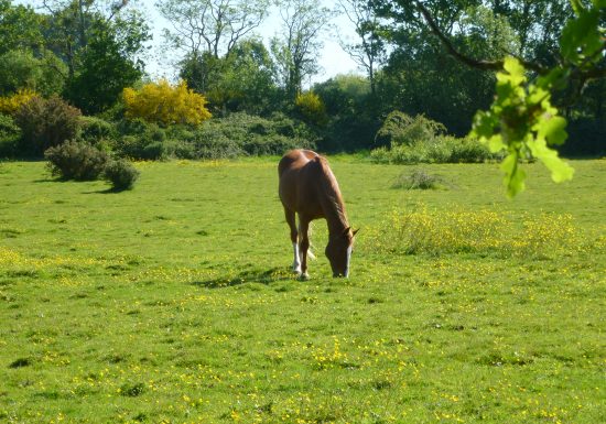 Parcours de découverte – Circuit bleu