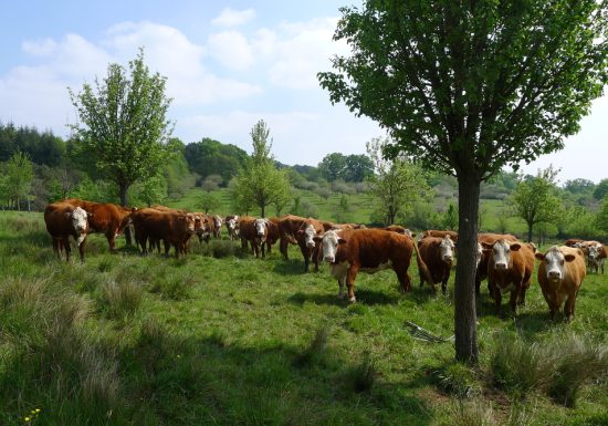 Ferme brasserie Blossier