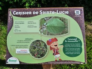 PARCOURS BOTANIQUE SUR LA VOIE VERTE MAINE SAOSNOIS
