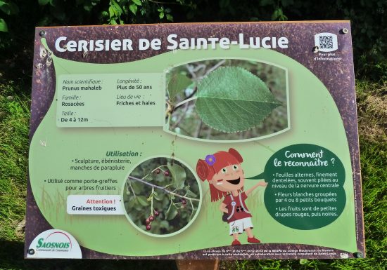 PARCOURS BOTANIQUE SUR LA VOIE VERTE MAINE SAOSNOIS