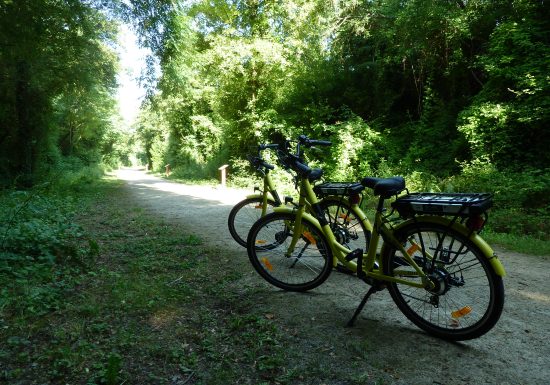 PARCOURS CYCLO – CAP SUR LA FORÊT DE PERSEIGNE