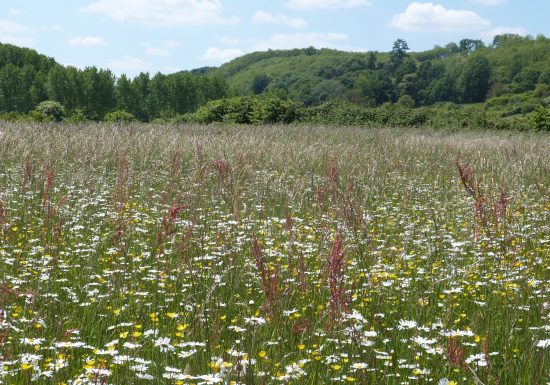 ENS des prairies de Cherré et du camp gallo-romain