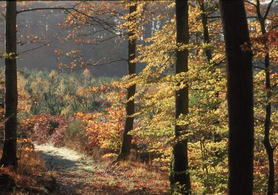 FORET DOMANIALE DE PERSEIGNE