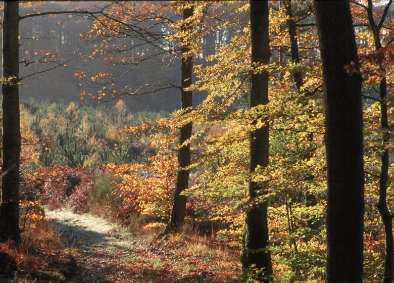 FORET DOMANIALE DE PERSEIGNE