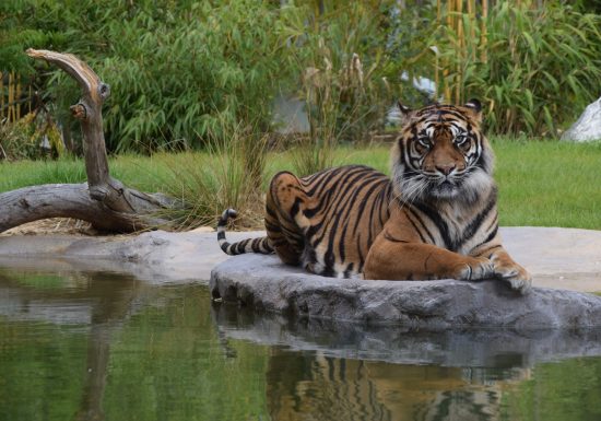 La Flèche – Le circuit du Zoo