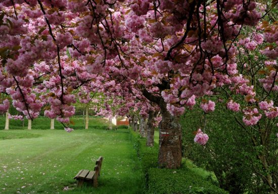 CIRCUIT PEDESTRE “AULNE” – MAMERS