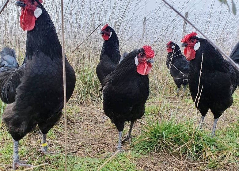 FERME DE LA POULE NOIRE