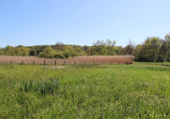 Prairies et roselières des Dureaux