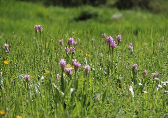 Coteau et prairies des Caforts
