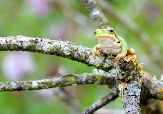 NATURAL AREA SENSITIVE – LES AJEUX