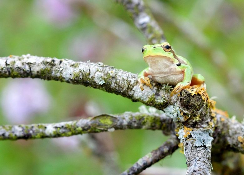 NATURAL AREA SENSITIVE – LES AJEUX