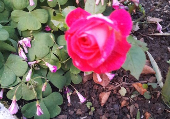 Chambres d’hôtes Chez Jos’être