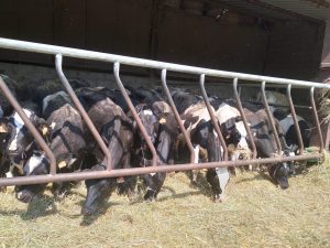 FERME DE BELLE VUE