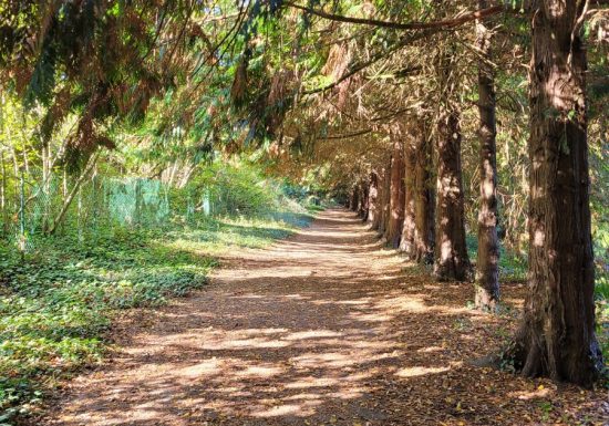 AUTOUR DU BOULEVARD NATURE : SAINT SATURNIN, LA ROUTE DU FER