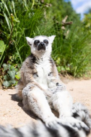 Excursion en car – Rencontre avec la faune sauvage au Zoo de La Flèche