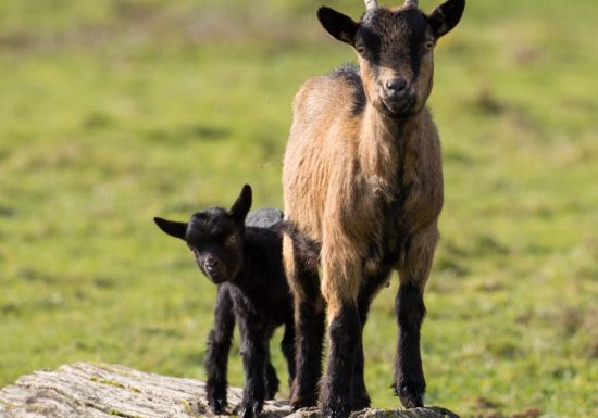 Le vœu de Saint-Quentin