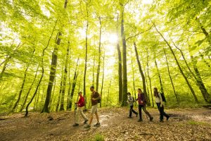 Jupilles – Escapade en forêt de Bercé