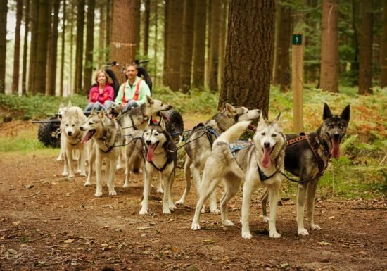 Sled Dog Ride – balade en chiens de traineaux