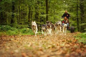 Sled Dog Ride – balade en chiens de traineaux