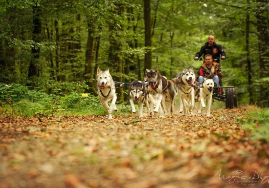 Sled Dog Ride – balade en chiens de traineaux