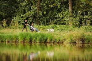 Sled Dog Ride – balade en chiens de traineaux