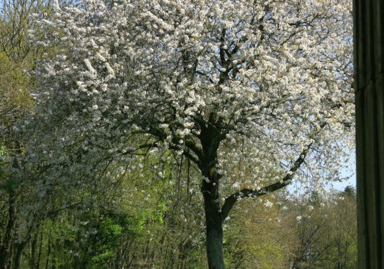 Saint-Léonard-des-Bois animal park