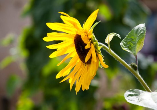 Boucle des Mésangères