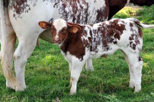 Comice agricole et Fête de la vie associative