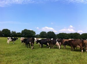 Ferme du Tout Joly – GAEC de la Pie