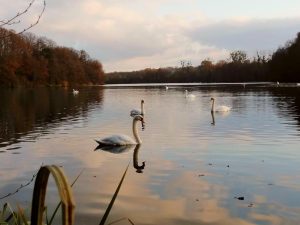 CLOS SUR LOIR COTTAGE – JARDIN RENARD