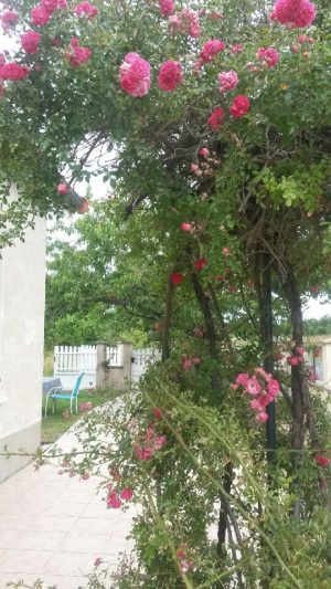 Gîte Prunelle