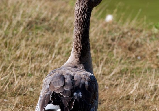 Boucle équestre de Mézeray