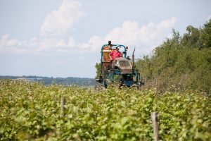 Boucle n°5 : Le vignoble de Jasnières
