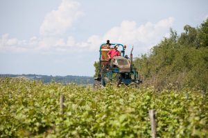 BOUCLE N°5 : LE VIGNOBLE DE JASNIERES