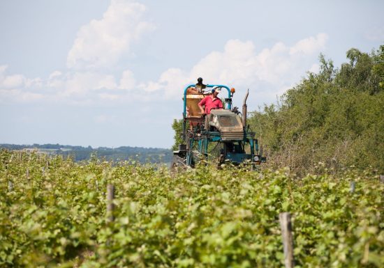 Boucle n°5 : Le vignoble de Jasnières