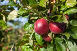 AIRE DE STATIONNEMENT A LA FERME DES QUANTIERES