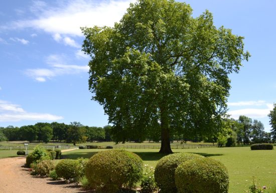 Château-hôtel de charme Haras de la Potardière
