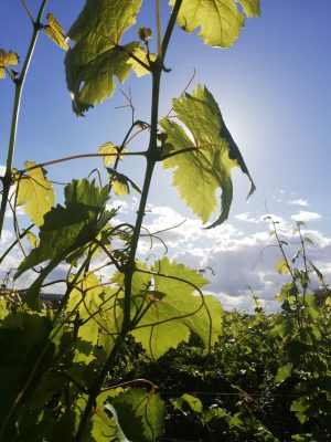 Domaine de Bellivière
