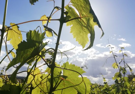 Domaine de Bellivière